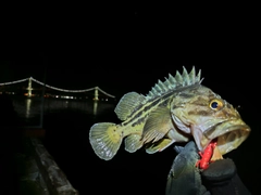 シマゾイの釣果