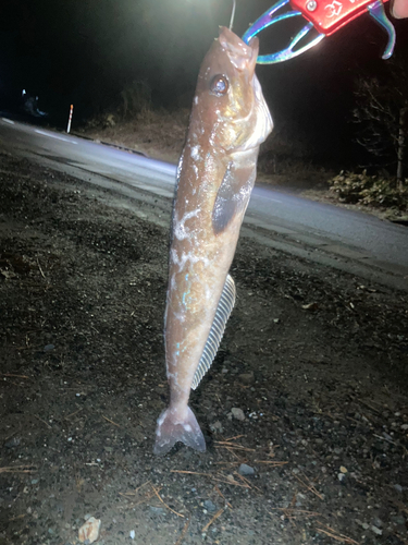 アイナメの釣果