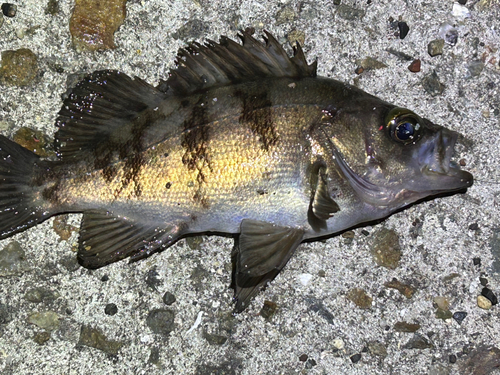 シロメバルの釣果