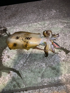 アオリイカの釣果