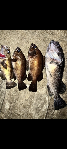 クロソイの釣果