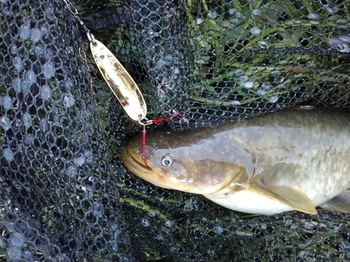 マナマズの釣果