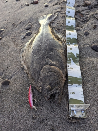 ヒラメの釣果