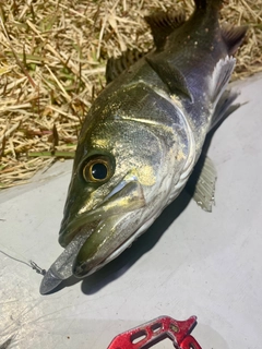 フッコ（マルスズキ）の釣果