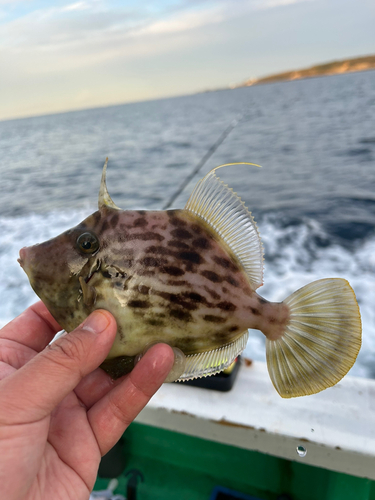 カワハギの釣果