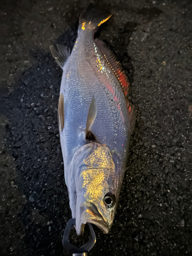 ニベの釣果