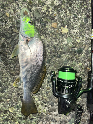 オオニベの釣果