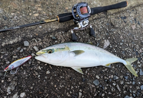 セイゴ（マルスズキ）の釣果