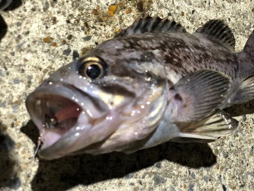 クロソイの釣果