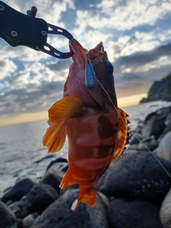 アカハタの釣果