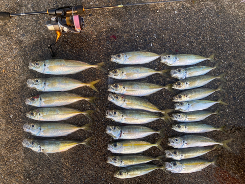 アジの釣果