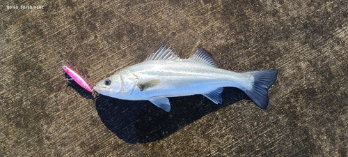 フッコ（マルスズキ）の釣果