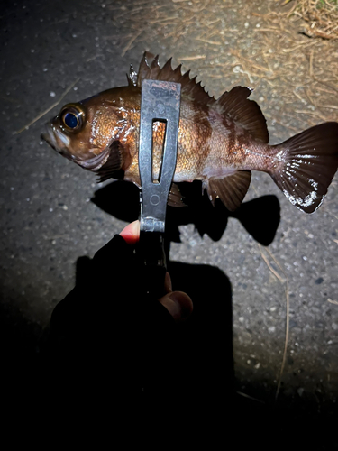 メバルの釣果