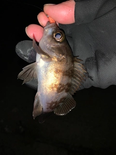 シロメバルの釣果