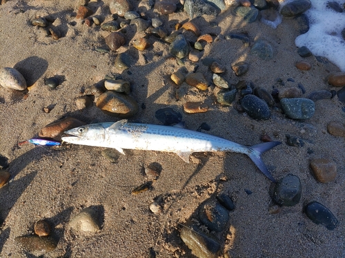 サゴシの釣果