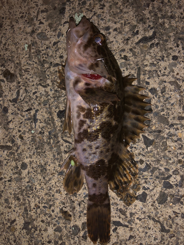 タケノコメバルの釣果