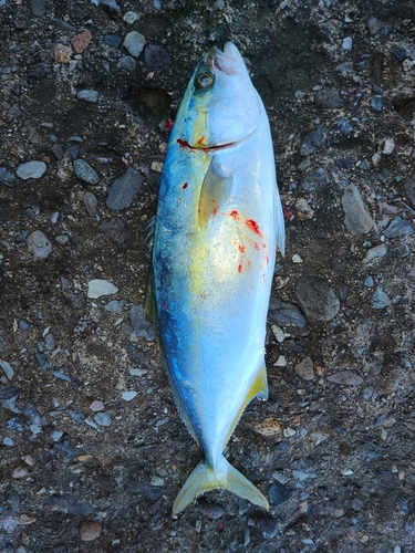 イナダの釣果