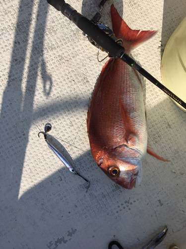 マダイの釣果