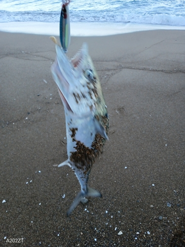 サゴシの釣果