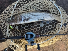 ニゴイの釣果