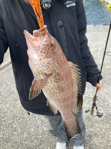 オオモンハタの釣果