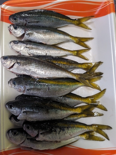 タカベの釣果