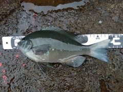 クチブトグレの釣果