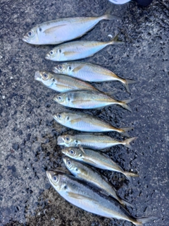 アジの釣果