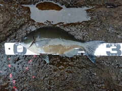 オナガグレの釣果