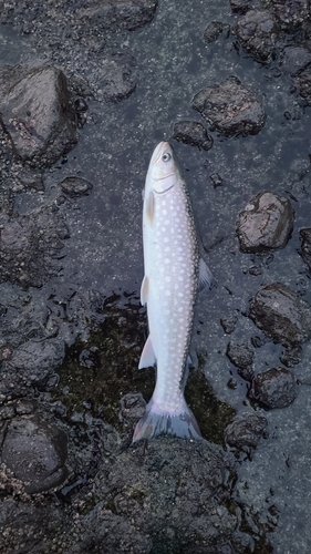 アメマスの釣果