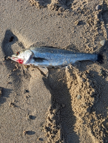 セイゴ（マルスズキ）の釣果