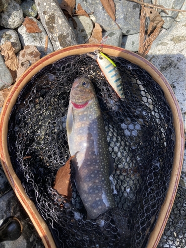 イワナの釣果