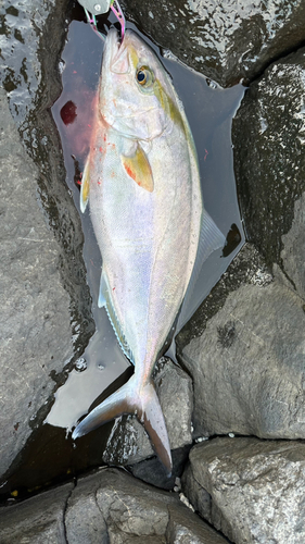 ショゴの釣果