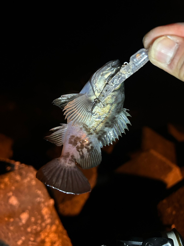 メバルの釣果