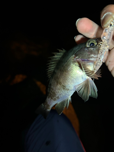 メバルの釣果