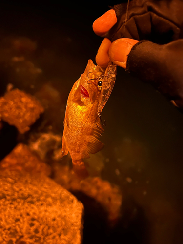 メバルの釣果