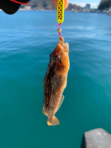 アイナメの釣果