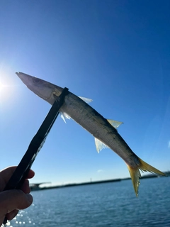 カマスの釣果