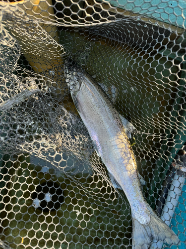 ビワマスの釣果