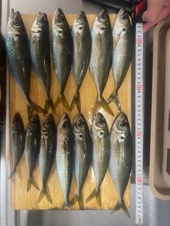 アジの釣果