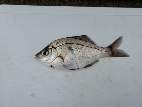 ウミタナゴの釣果