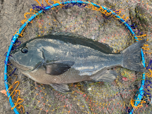 メジナの釣果