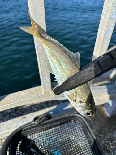 マアジの釣果