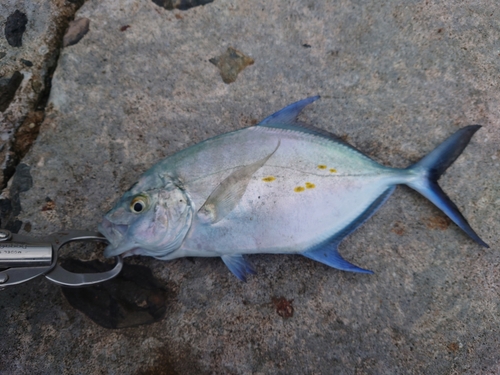 ナンヨウカイワリの釣果