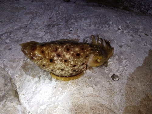 コブシメの釣果