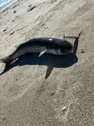 ボラの釣果