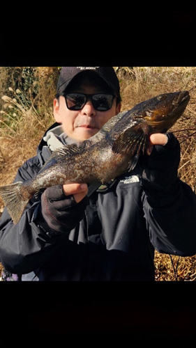 アイナメの釣果