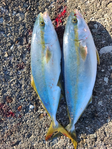 イナダの釣果