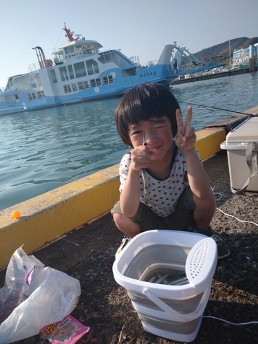 サヨリの釣果