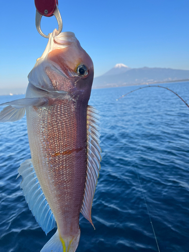 アマダイの釣果